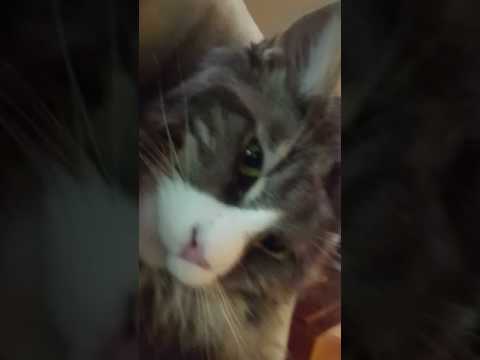 Maine Coon Cat sleeping