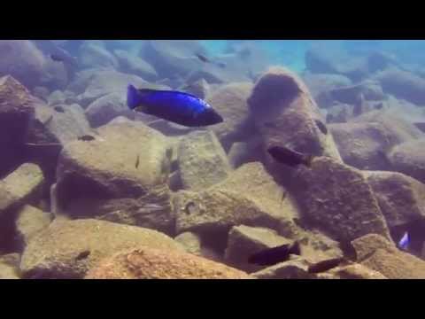 Fossorochromis rostratus all' isola di Maingano