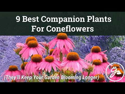 Best Companion Plants For Coneflowers (That Keep Your Garden Blooming Longer)