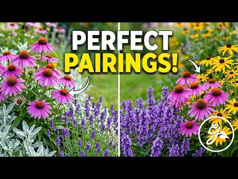 Stop Planting Coneflowers Alone! (Do THIS Instead)