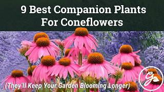 Best Companion Plants For Coneflowers (That Keep Your Garden Blooming Longer)