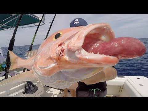 WHY is This Fish THROWING UP Its STOMACH? - Catch Clean Cook - Multi Species DEEP Drop Fishing!
