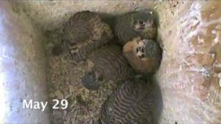 preview picture of video 'Special: Kestrels'