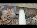 Stopping Future Rodent Problems in Edison, NJ