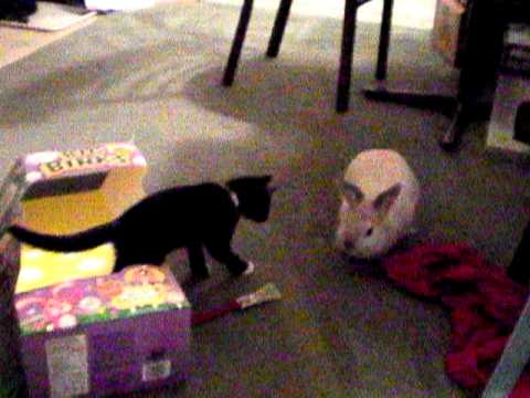Kitten and bunny play together