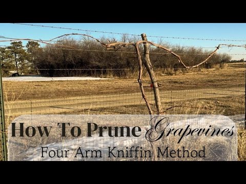 How To Care For Grape Vines - Pruning Tutorial