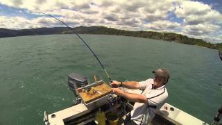 Bronze Whaler Coromandel New Zealand