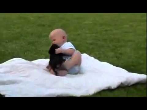 Dog Vs Baby