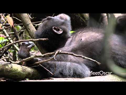 Chimpanzee (Clip ' Naptime or Playtime')