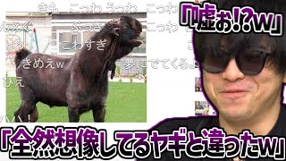 今話題になってる『ドバイのダマスカスヤギ』の姿に驚愕するもこう【2025/05/03】