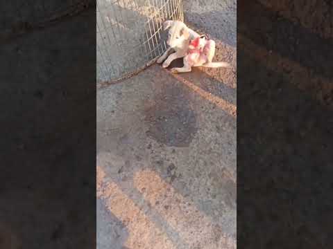 lavli 🐕 dog #viral #shortvideo #trending #youtubeshorts #pleasesubcribe