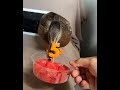 Billy The Pet Duck Turned 5!!!! (Scared Of The Candle Tho)