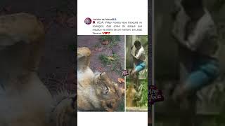 SERÁ QUE VÃO SACRIFICAR A LEOA?💔🥺Vídeo mostra leoa tranquila no zoológico antes do ataque #brasil