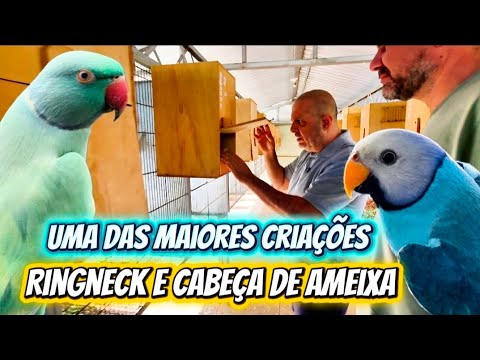 A MAIOR CRIAÇÃO DE RINGNECKS E CABEÇA DE AMEIXA DO BRASIL! 🇧🇷