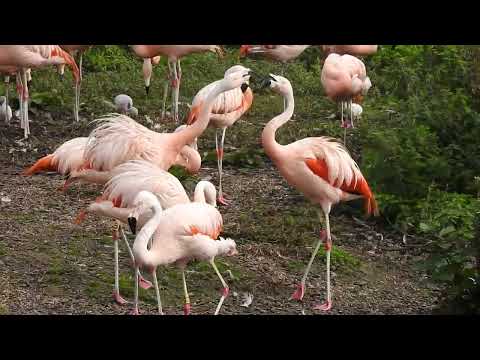 Carribean Flamingo | Martin Mere Wetland Reserve