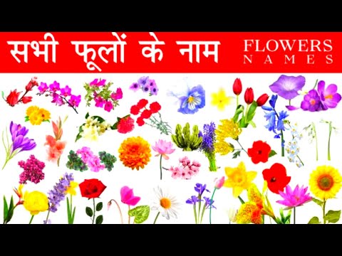 10 Flowers Name In Hindi | 10 Phoolon Ke Naam | Flowers Name In Hindi | Phoolon Ke Naam Hindi Mein |
