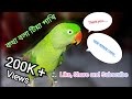 Cute Parrot Kuttus Talking | After moulting Kuttus is back wit her new feathers