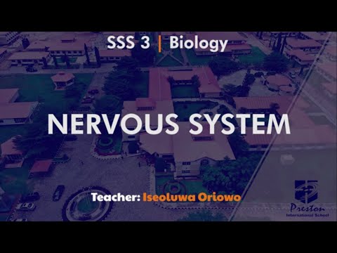 Nervous System - SSS3 Biology