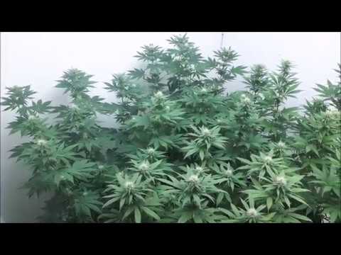 Magnum Platinum haze & Tropical Mix