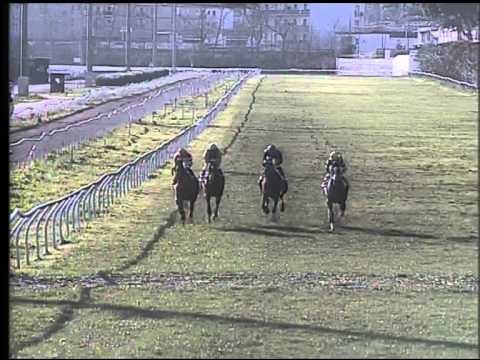 Galoppo 10/02/2015 - 1° corsa