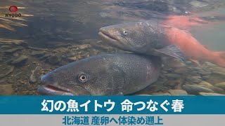 幻の魚イトウ、命つなぐ春 北海道、産卵へ体染め遡上|47NEWS(よんななニュース)