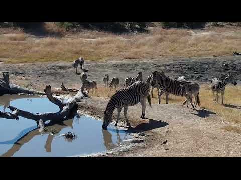 Djuma: Zebras - 11:02 - 07/12/19