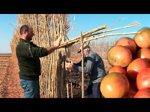 , title : '"BARDIZO" o BARRERA DE CAÑAS para proteger los cultivos de TOMATES de los FUERTES VIENTOS'