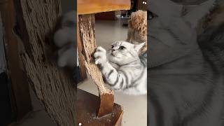 The destructive power of cat claws 🤣🤣🤣#cat #cats #funny #funnyvideo #funnyvideos #pet #pets