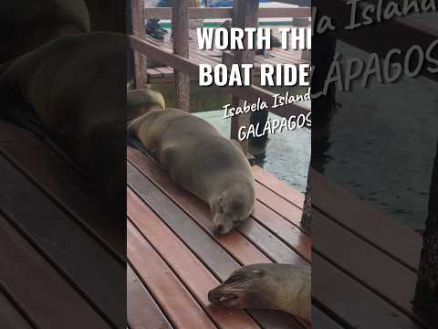 Isabela Island – Worth 4 Hours on a Boat? 🦭