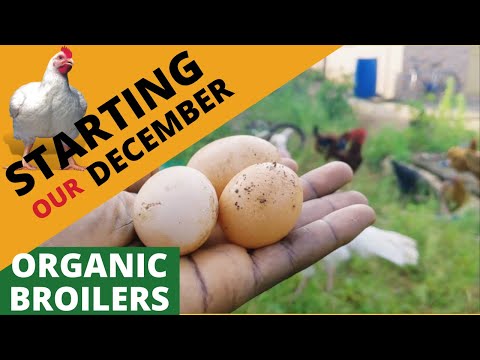 LET'S START OUR DECEMBER BROILER CHICKS TOGETHER - ORGANIC POULTRY