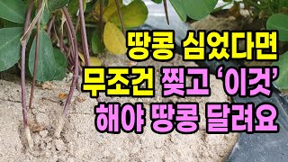 땅콩 심었다면 무조건 찢고 이것 해야 땅콩이 달려요