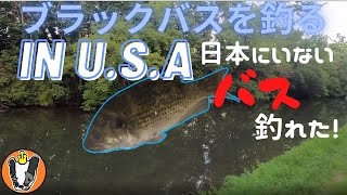 ブラックバスを釣る in U.S.A 日本に生息していないバスが釣れた