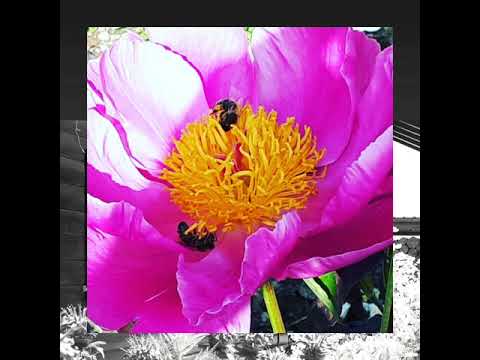 Natürliches Bienen Eldorado