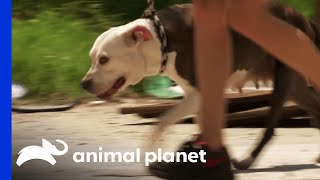 How to Get a Frightened Dog to Trust You