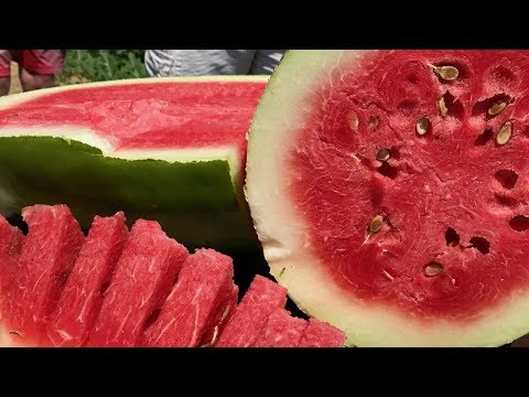 The Bradford Watermelon - Making It Grow