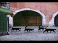 Sesame Street Seven Cats