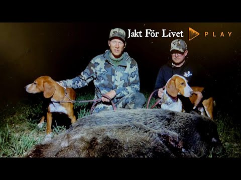 Nattjakt efter vildsvin med Jocke 2022