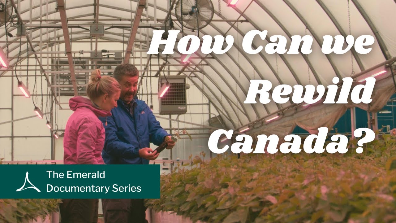 Rewilding Canada, One Forest at a Time | Project Forest's Impact on Climate Action in Alberta