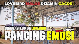 Download lagu SIMULASI LOMBA LOVEBIRD FIGHTER LATIH MENTAL SEBELUM BERTANDING KEGANTANGAN mp3 Download lagu SIMULASI LOMBA LOVEBIRD FIGHTER LATIH MENTAL SEBELUM BERTANDING KEGANTANGAN mp3