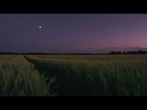 made from dreams and her...