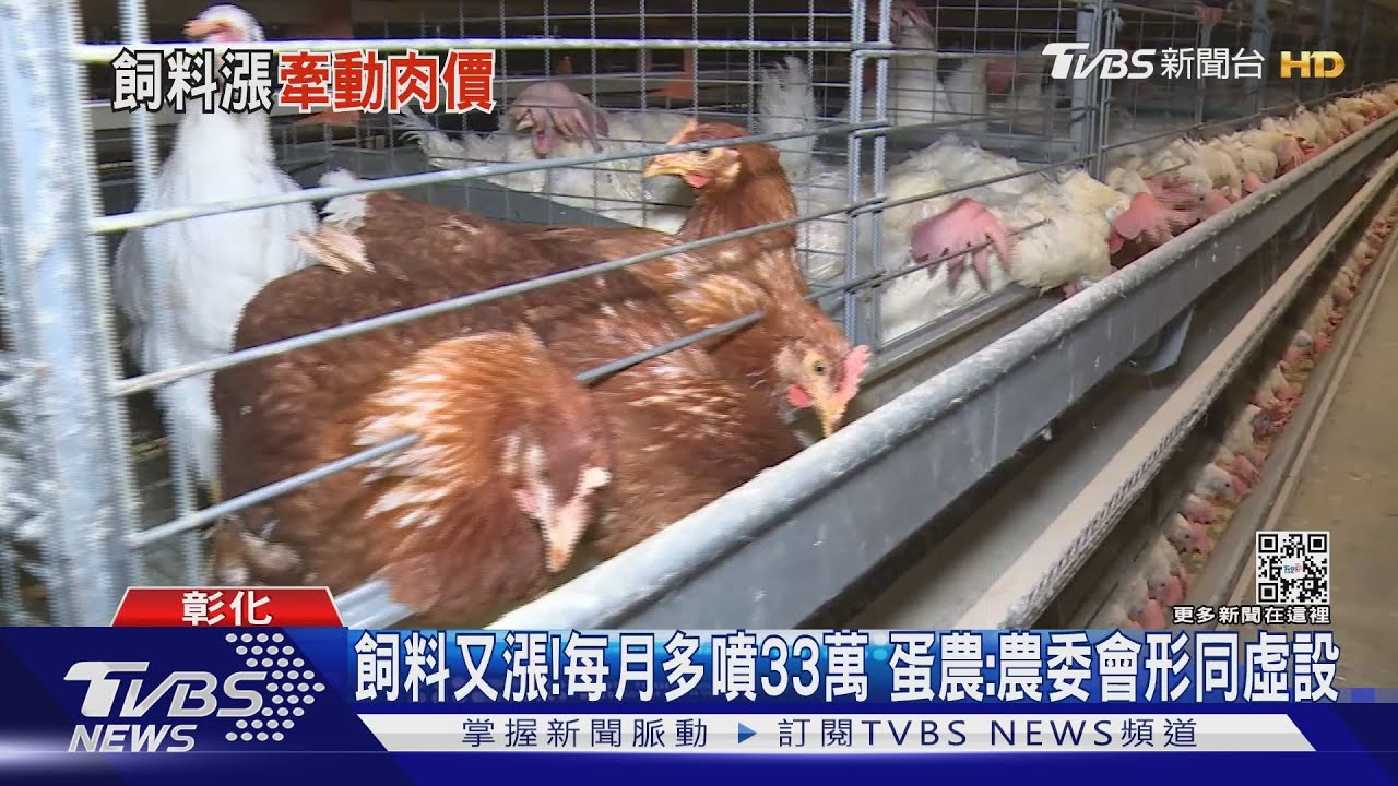 飼料又漲!每月多噴33萬 蛋農:農委會形同虛設