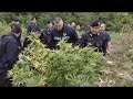 Italian Police Clear Dope Farm