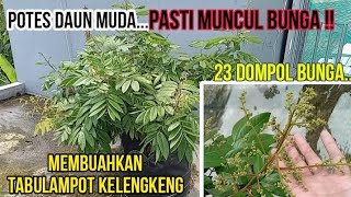 Download lagu POTES DAUN PASTI 100% BERBUAH !! CARA MEMBUAHKAN TABULAMPOT KELENGKENG TERBARU mp3