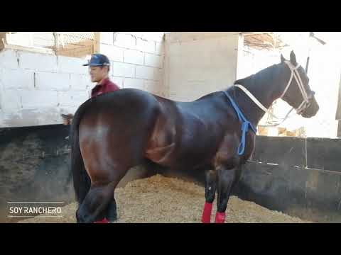 Conoce el Trabajo y Cuidado de los Caballos de Carreras en la Cuadra Molino Ramírez.