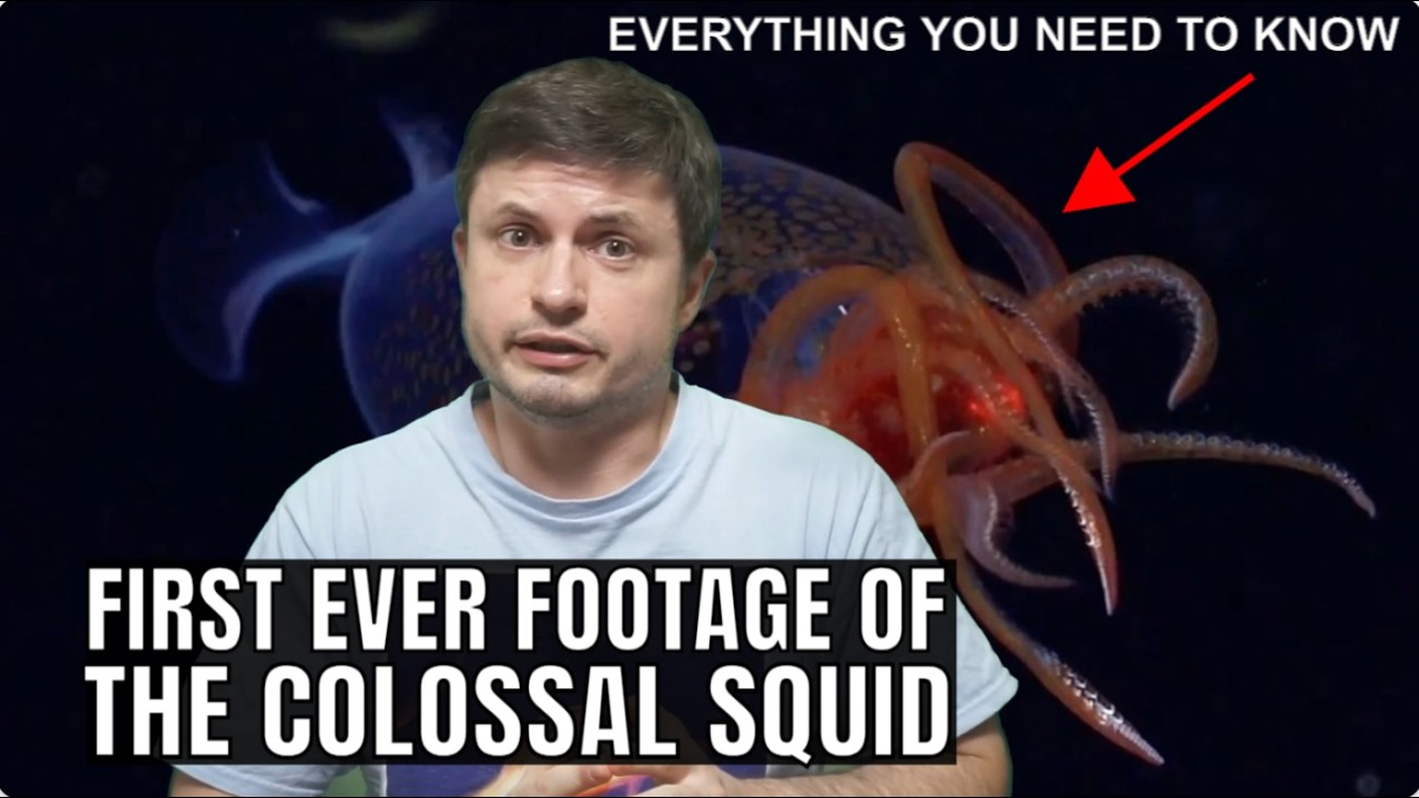 First Ever Footage of the Colossal Squid and Here's What We Know About It