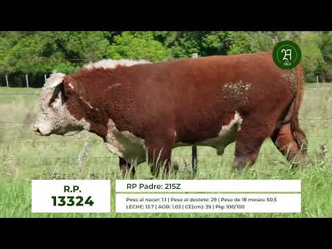 RP 13324 TORO HEREFORD