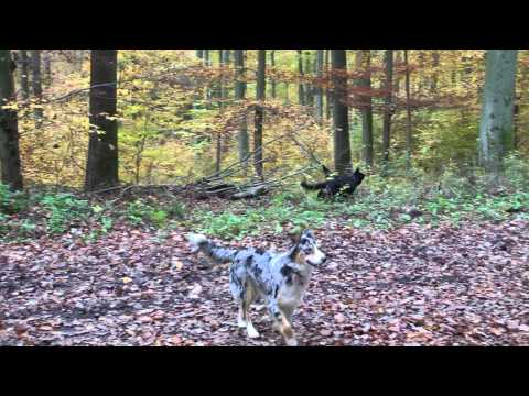 Hier "shepherds"! - Herbst 2014 mit AUSSIE-Rudel - Die RONNEBURG-Runde