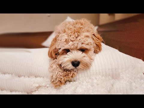3rd YouTube video about are cavapoo hypoallergenic