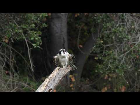 Juvenile Osprey begging for food