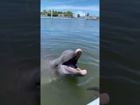 Le plus drôle des dauphins rieurs. Partagez et abonnez-vous, merci.